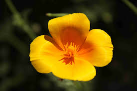 Attēlu rezultāti vaicājumam “Eschscholzia californica flower”