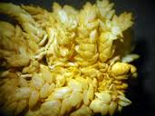 Attēlu rezultāti vaicājumam “Sphagnum papillosum”