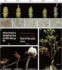 Image result for Generation 2 Ttc