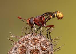 Attēlu rezultāti vaicājumam “Conopidae”