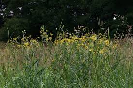 Attēlu rezultāti vaicājumam “Jacobaea paludosa flower”