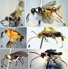 Attēlu rezultāti vaicājumam “Tenthredinidae”