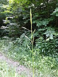 Attēlu rezultāti vaicājumam “Glyceria fluitans”