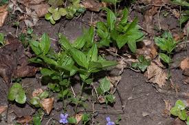 Attēlu rezultāti vaicājumam “Mercurialis perennis fruit”