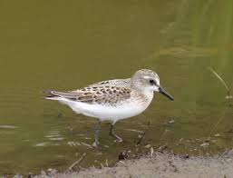 Image result for Calidris pusilla