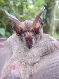 Attēlu rezultāti vaicājumam “Chiroptera”