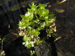 Attēlu rezultāti vaicājumam “Rhizomnium punctatum”
