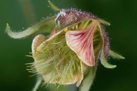 Attēlu rezultāti vaicājumam “Geum rivale bud”