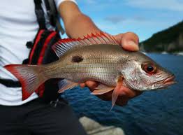 Image result for Lutjanus mahogoni