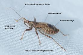 Attēlu rezultāti vaicājumam “Himacerus apterus”