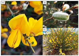 Attēlu rezultāti vaicājumam “Cytisus scoparius fruit”