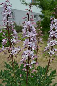 Image result for Diptam