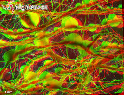 Attēlu rezultāti vaicājumam “Chaetophora pisiformis”