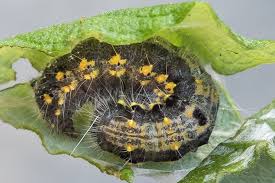 Attēlu rezultāti vaicājumam “Clostera pigra”