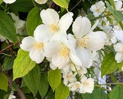 Attēlu rezultāti vaicājumam “Philadelphus coronarius flower”