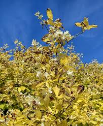 Attēlu rezultāti vaicājumam “Philadelphus coronarius leaf”