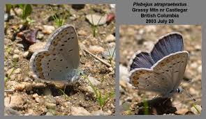 Attēlu rezultāti vaicājumam “Plebejus idas underside”