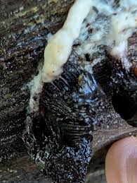 Attēlu rezultāti vaicājumam “Stemonitis herbatica young”