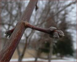 Attēlu rezultāti vaicājumam “Acer negundo bud”
