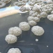 Attēlu rezultāti vaicājumam “Trichia contorta sessile”