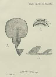 Image result for Tetronarce nobiliana