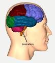 <b>Brainstem</b>