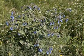 Attēlu rezultāti vaicājumam “Symphytum asperum”