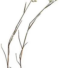 Attēlu rezultāti vaicājumam “Poa compressa leaf”