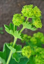 Image result for Alchemilla vulgaris