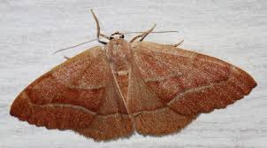 Attēlu rezultāti vaicājumam “Hylaea fasciaria”