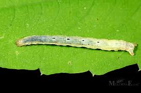 Attēlu rezultāti vaicājumam “Xanthorhoe biriviata”