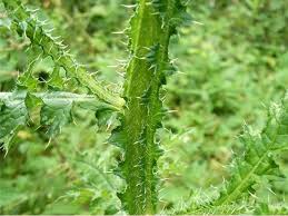 Attēlu rezultāti vaicājumam “Carduus crispus”