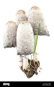 Image result for coprinus
