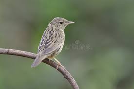 Image result for Locustella lanceolata