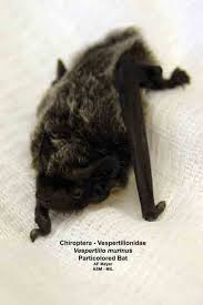 Attēlu rezultāti vaicājumam “Vespertilio murinus”