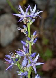 Image result for Campanula moesiaca