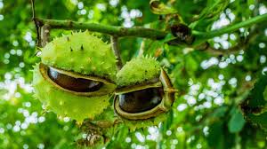 Attēlu rezultāti vaicājumam “Aesculus hippocastanum”
