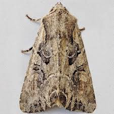 Attēlu rezultāti vaicājumam “Lacanobia suasa”