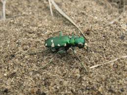 Attēlu rezultāti vaicājumam “Comatricha pulchella stalked”