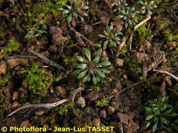 Attēlu rezultāti vaicājumam “Erophila verna”