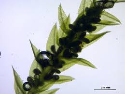 Attēlu rezultāti vaicājumam “Pohlia bulbifera”