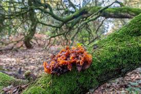 Attēlu rezultāti vaicājumam “Tremella foliacea”