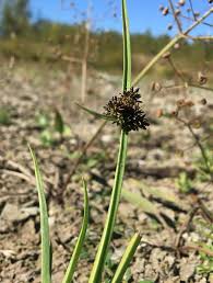 Attēlu rezultāti vaicājumam “Cyperus fuscus”