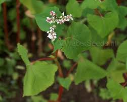 Attēlu rezultāti vaicājumam “Fagopyrum esculentum leaf”