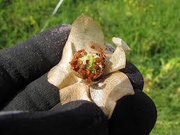 Attēlu rezultāti vaicājumam “Nicandra physalodes”