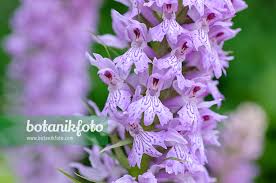 Attēlu rezultāti vaicājumam “Dactylorhiza maculata”