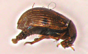 Attēlu rezultāti vaicājumam “Enochrus affinis”