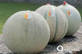 Image result for Melone