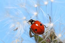 Attēlu rezultāti vaicājumam “Adalia bipunctata imago”