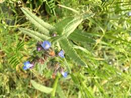 Attēlu rezultāti vaicājumam “Anchusa arvensis flower”
